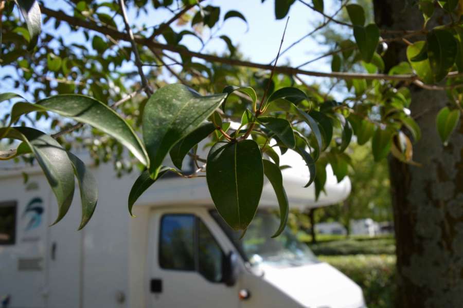 Campingplatz Gardasee mit Standardstellplätzen und 6 Ampere Strom 7
