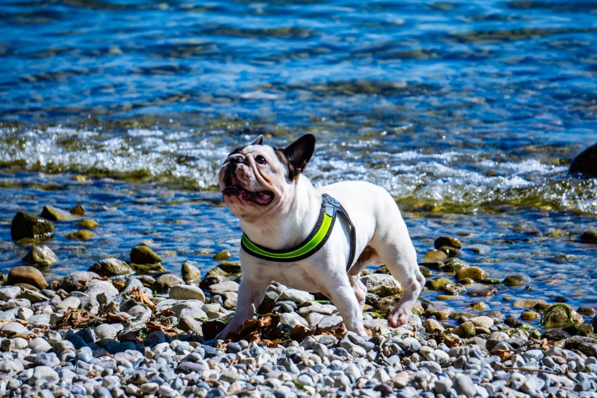 Hund am Strand des Gardasees