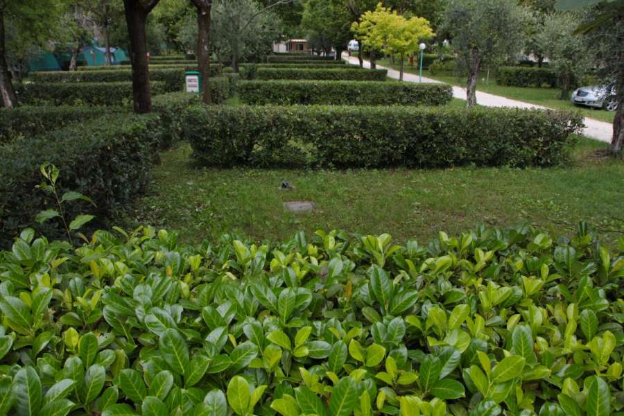 Campingplatz Gardasee mit Standardstellplätzen und 6 Ampere Strom 15