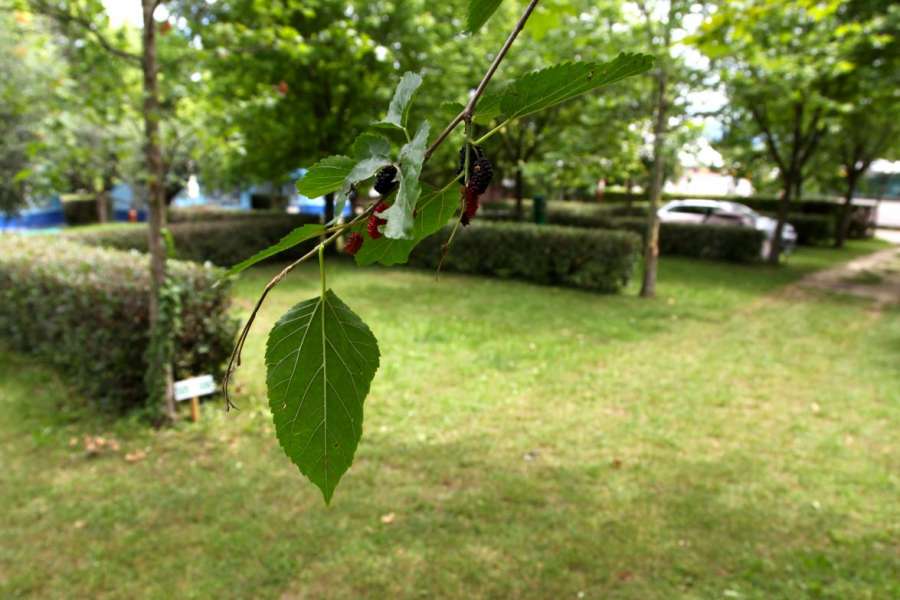 Campingplatz Gardasee mit Standardstellplätzen und 6 Ampere Strom 3