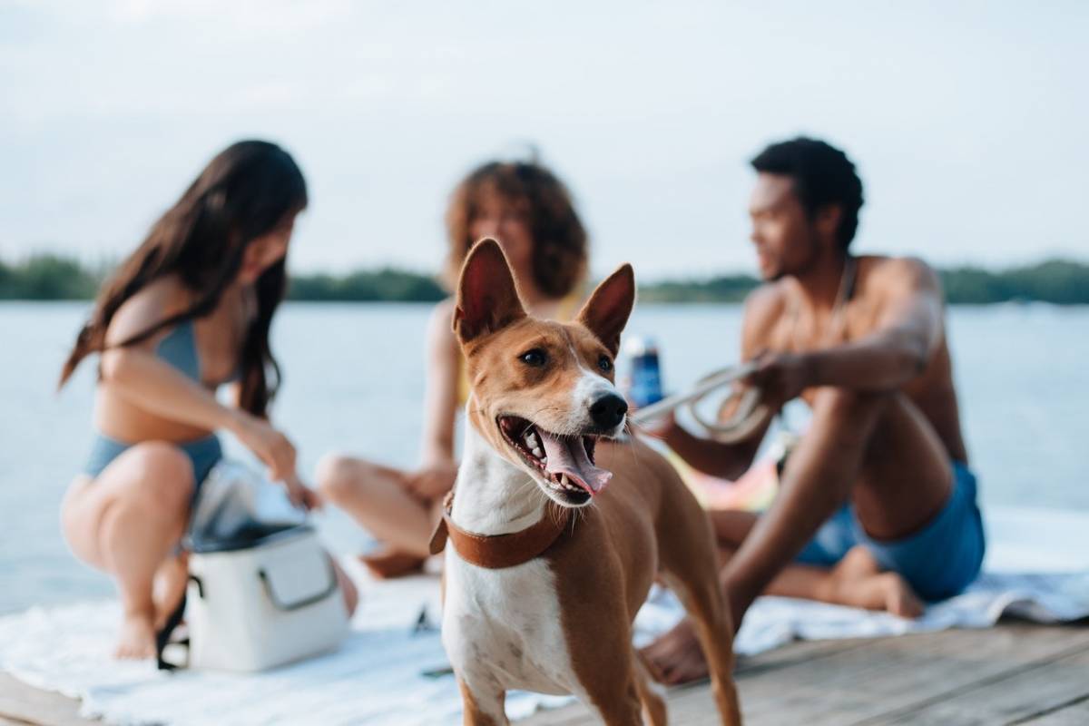 Hund auf dem Seesteg