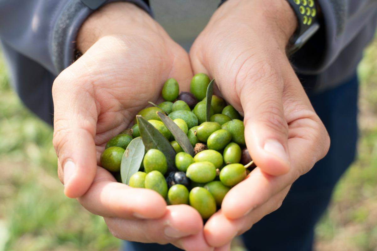 oliven für die produktion von nativem olivenöl extra gardasee dop