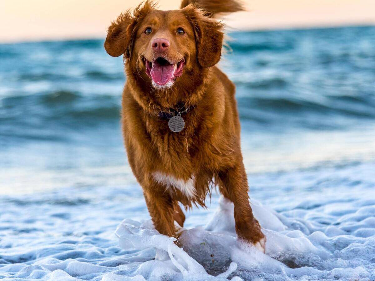 Urlaub mit Hund am Gardasee auf dem Campingplatz