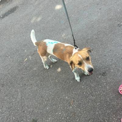 Nala beim Colors run , habe auch bisschen Farbe abbekommen..