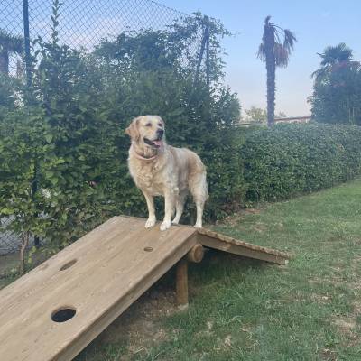 Dog park fun with Daisy 