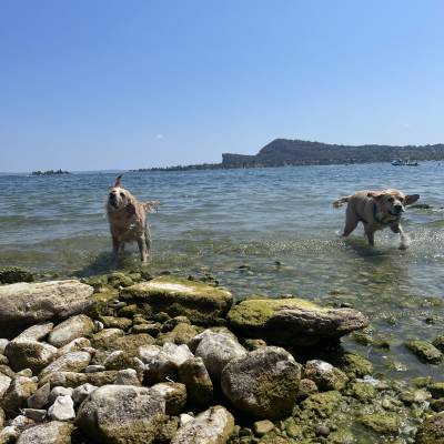 Time to shake it off