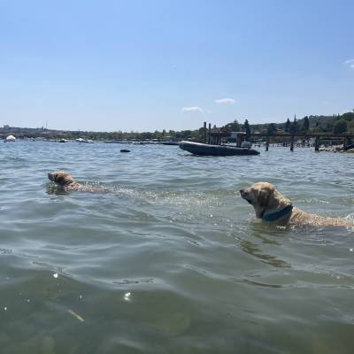 Brambles and Daisy swimming in Lake Garda