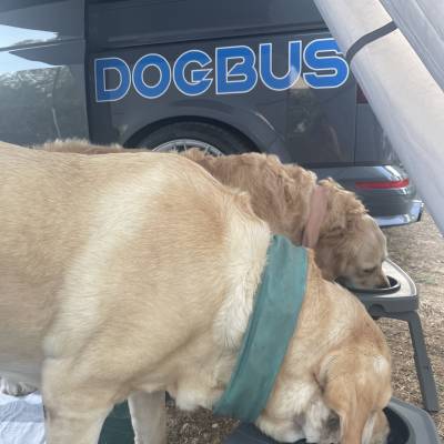 Loving the dog meals!