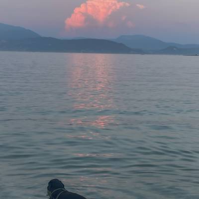 Our dog Rav living his best life 