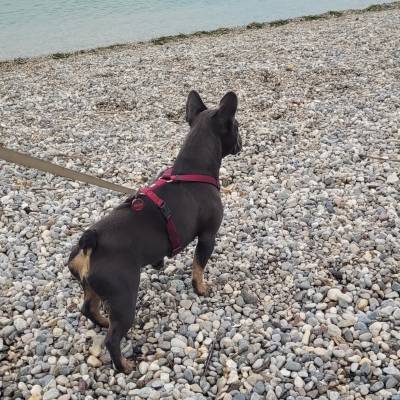 Wir waren dieses Jahr im August für 3 Wochen das erste Mal im Europa Silvella. Es war wunderbar auch für unsere Hündin Daisy  