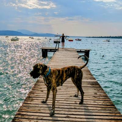 Unsere Deutsche Dogge "Mercedes" im Juli bei euch. Wir haben unseren Urlaub sehr genossen!